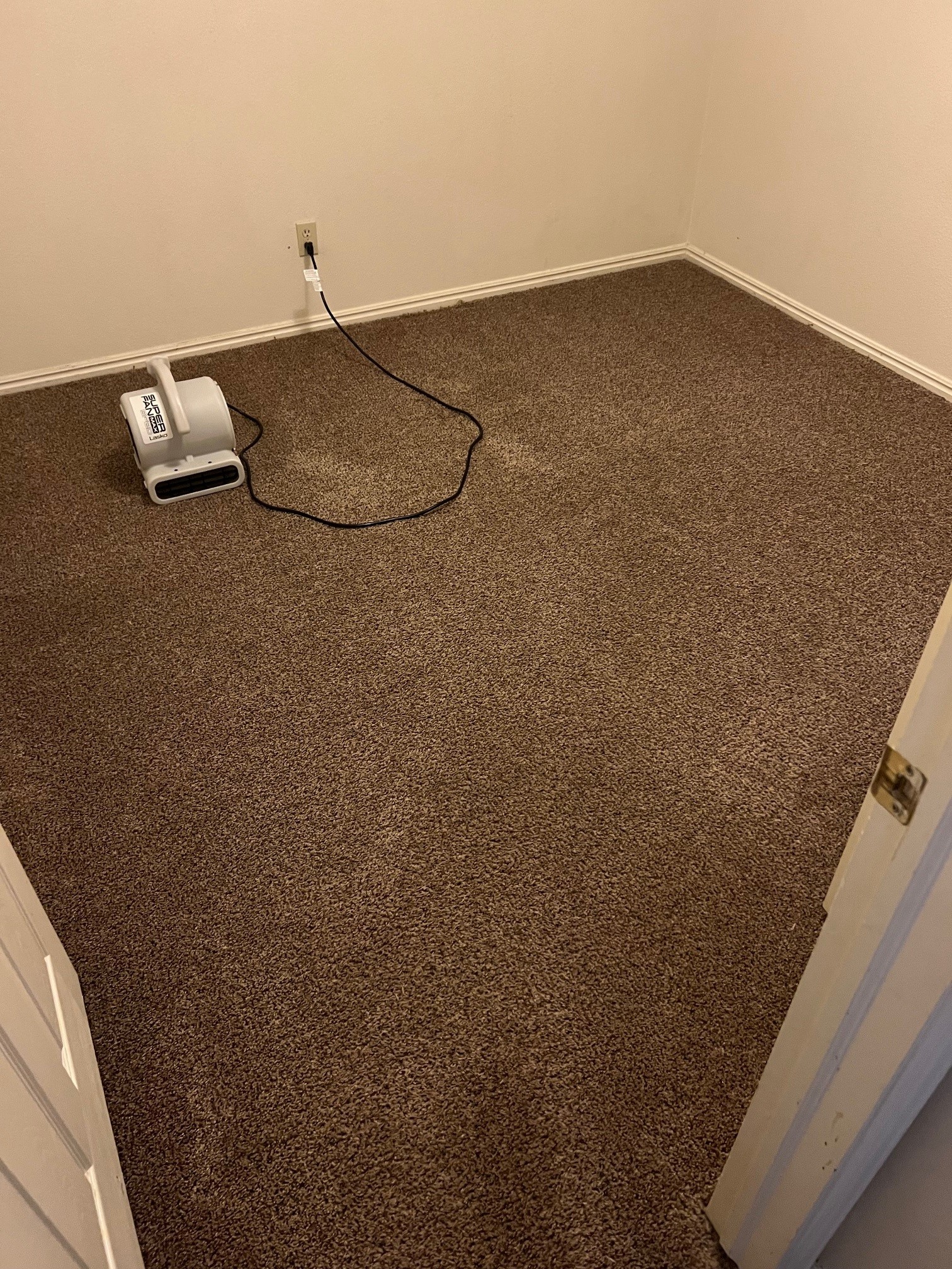 Freshly cleaned cabin carpet drying after extraction, ready for the next guest.