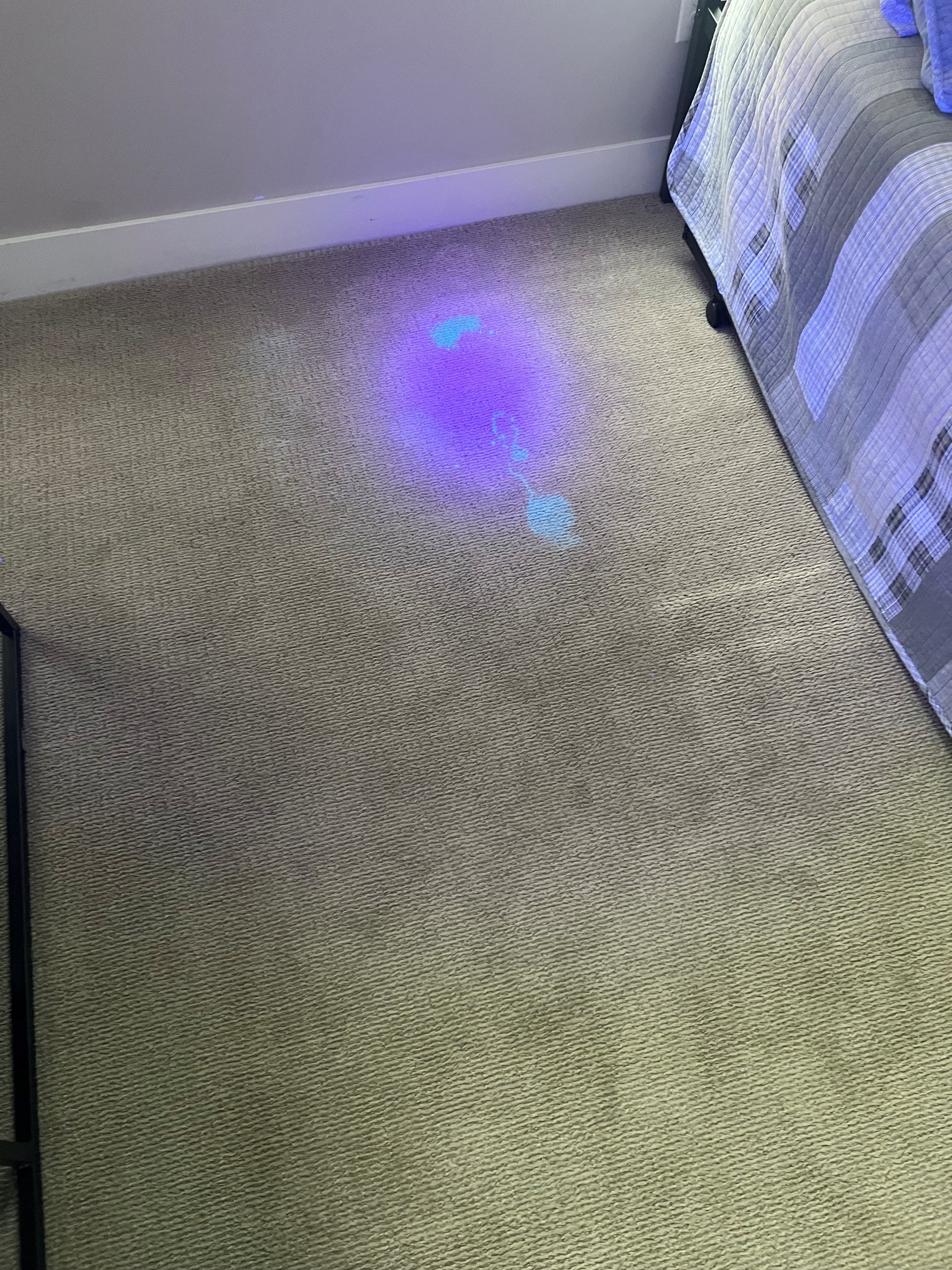 UV blacklight inspection revealing hidden pet stains in carpet.